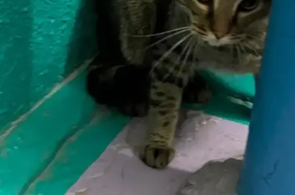 Найдена кошка, Абакан, фото: Найдена кошка, улица Торосова, 19, Абакан