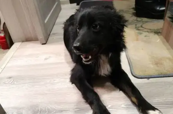 Найдена собака, Челябинск, фото: Найден собака, Бульдозерная улица, 25, Челябинск - повреждение задней лапки