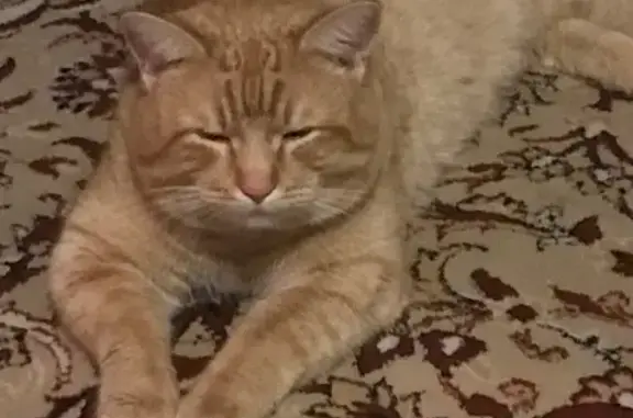 Пропал кот, Лесная улица, 43, Снегири - крупный и ласковый - photo