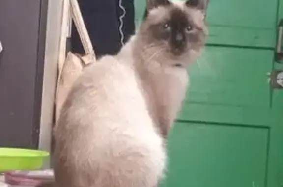 Пропал кот, Тюрюшля, Большой Куганак - с белыми лапками и чёрным ошейником - photo