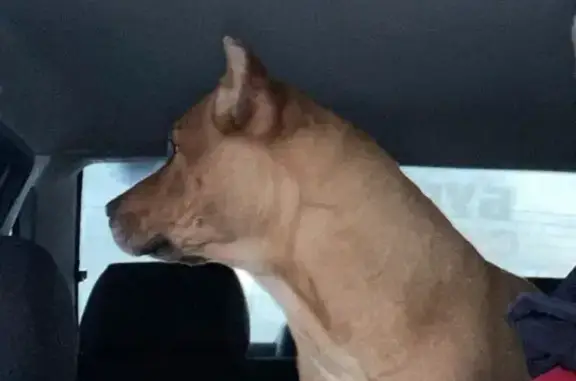 Найдена собака, Курьи, фото: Найдена собака, с. Курьи — д. Боровки, Курьи - упитанная и не агрессивная