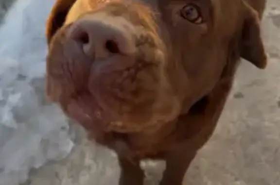 Найдена собака, Трусово, фото: Найдена собака, Трусово, Астраханская область - похож на лабрадора, есть ошейник