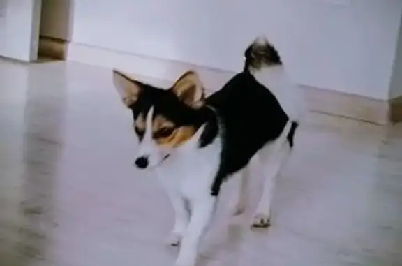 Пропала собака, улица Габдуллы Тукая, Мензелинск - трёхцветный окрас - photo