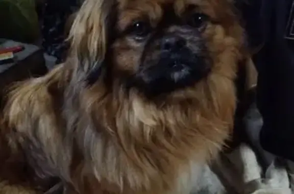 Найденные животные Барнаул, фото: Найден собака, улица Парфёнова, Барнаул