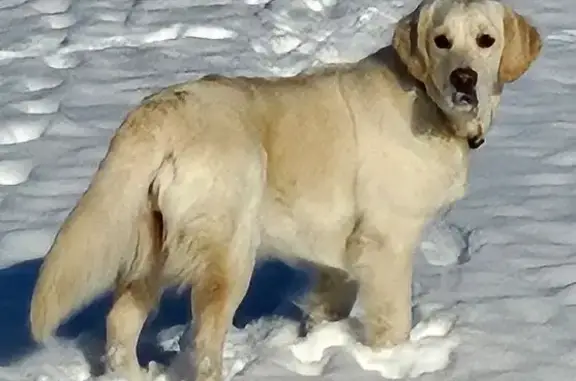 Пропала собака, Средняя улица, 13, Краснодар - девочка, 1 год, ласковая - photo