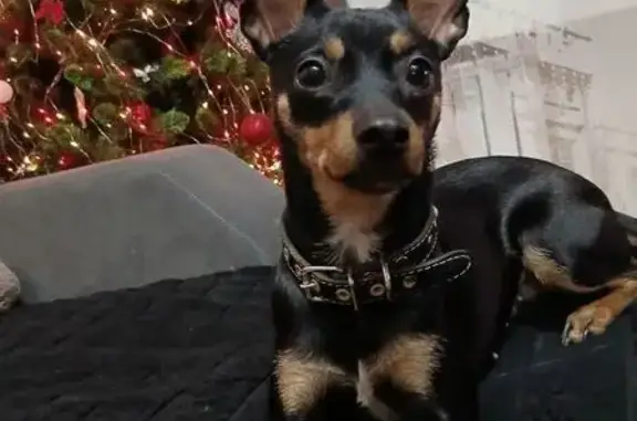 Пропала собака, 3-я Путевая улица, 27Б, Омск - черный с коричневым окрас - photo