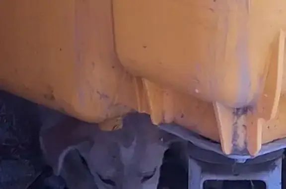 Найдена собака, Оренбург, фото: Найден щенок, улица Расковой, Оренбург - светлый окрас