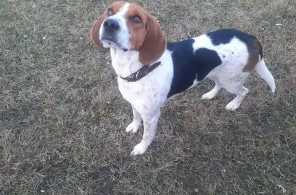 Пропала собака, Польники, Почепский район - эстонская гончая - photo