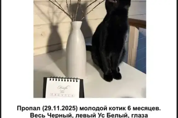 Пропал кот, мужской, улица Парашютистов, 14, Нижний Новгород - черный с янтарными глазами - photo