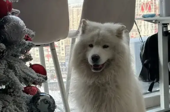 Пропал собака, Истра — два белых самоеда - photo