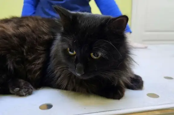 Найдена кошка, Иваново, фото: Найден кот, улица Поэта Ноздрина, Иваново - пушистый черный, кастрированный