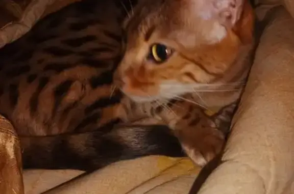 Пропала кошка, улица Рахманинова, городской округ Пенза - кошка по кличке Клео - photo