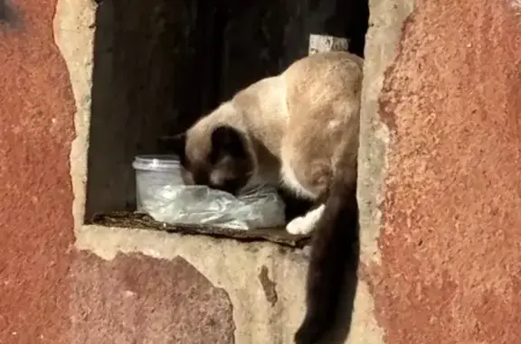 Найдена кошка, Ставрополь, фото: Найдена сиамская кошка, улица 50 лет ВЛКСМ, Ставрополь - мальчик, боится людей