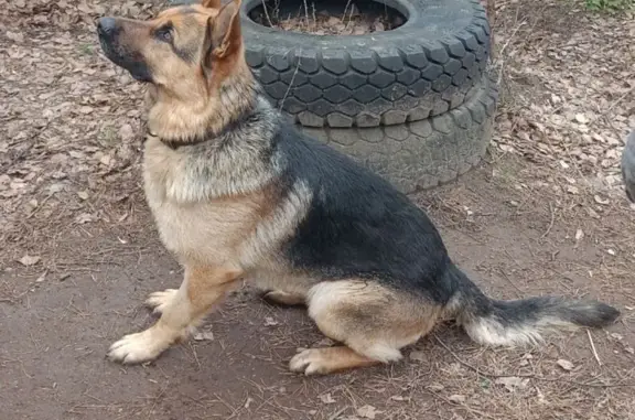Собаки потеряшки, Пермь, фото: Потеряшка собака, мужской, 2-я Корсуньская улица, Пермь - немецкая овчарка