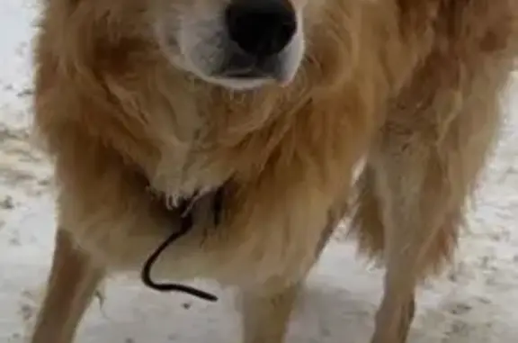 Найдена собака, Дмитров, фото: Найден собака, мужской, улица Семенюка, Дмитров - средний размер, добрый