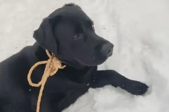 Найденные животные Омск, фото: Найдена собака, улица Комкова, Омск - лабрадор, черный