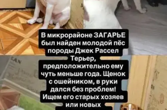 Найдена собака, Пермь, фото: Найден собака, Нейвинская улица, 12, Пермь - классический окрас Джек Рассел