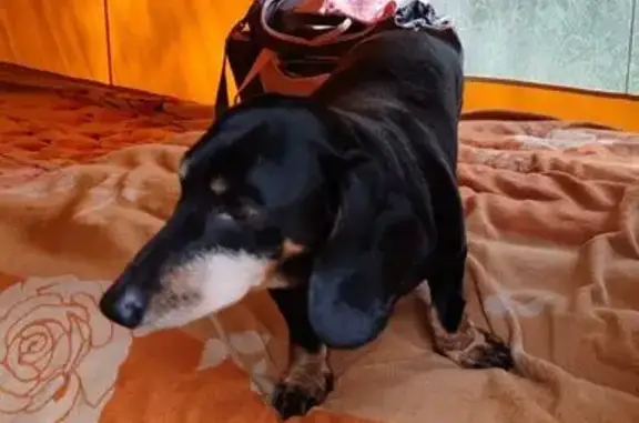 Пропал собака, центр города, Киселёвск - такса с синим светящимся ошейником - photo