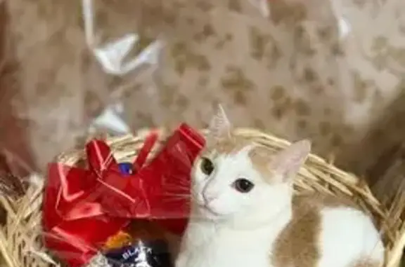 Пропал кот, 1-я Мельничная улица, Рузаевка - белый с бежевыми пятнами - photo