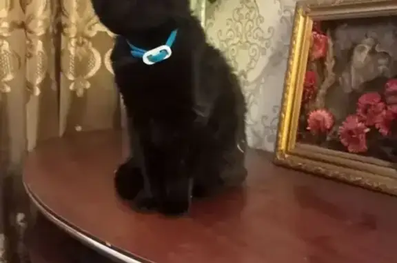 Найдена кошка, Калуга, фото: Найдена кошка, Московская улица, 348, Калуга - черная, дворняжка