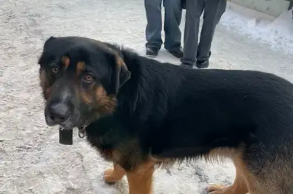 Найдена собака, Казань, фото: Найдена собака, улица Карла Маркса, Казань - зеленый брезентовый ошейник