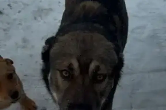 Пропал собака, городской округ Курск, Курская область - крупный серый пёс по кличке Рой - photo