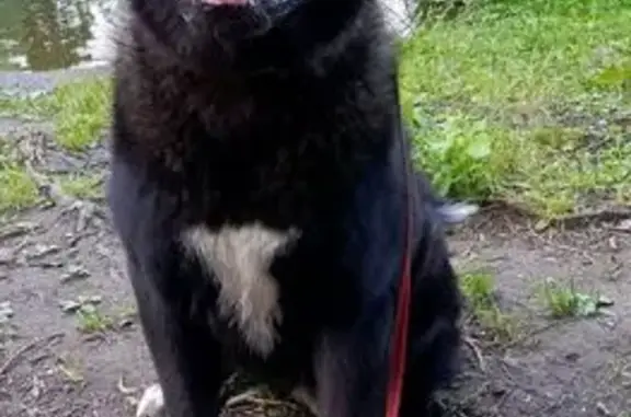 Пропал собака, Пушкино, Московская область - чёрный с белым галстуком - photo