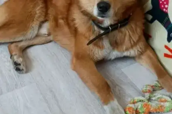 Пропала собака, Барышевский сельсовет, Новосибирская область - рыжий с белым окрас - photo