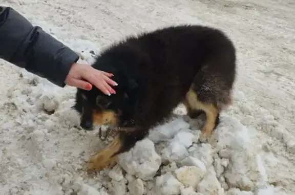 Найдена собака, Орёл, фото: Найдена собака, Городская улица, 64Д, Орёл - с ошейником и карабином