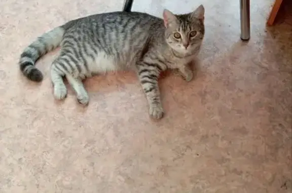 Пропала кошка, Краснознамённая улица, Орск - добрая и ласковая - photo