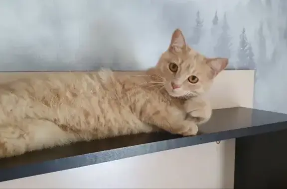 Пропал кот, улица Степана Халтурина, 42/1, Уфа - photo