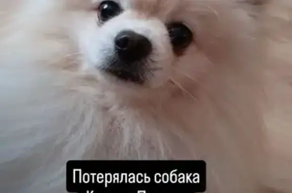 Собаки потеряшки, Ангарск, фото: Потеряшка собака, Ангарск