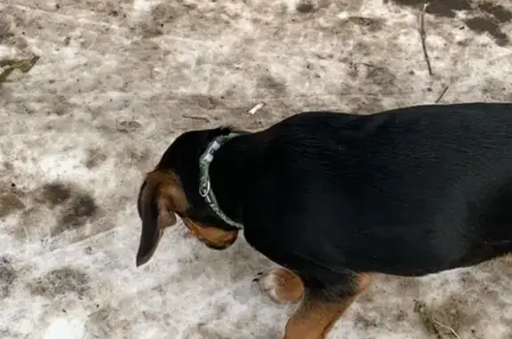 Найденные животные Красноярск, фото: Найдена собака, улица Щорса, 11, Красноярск - чёрно-коричневый окрас с белыми «носочками»