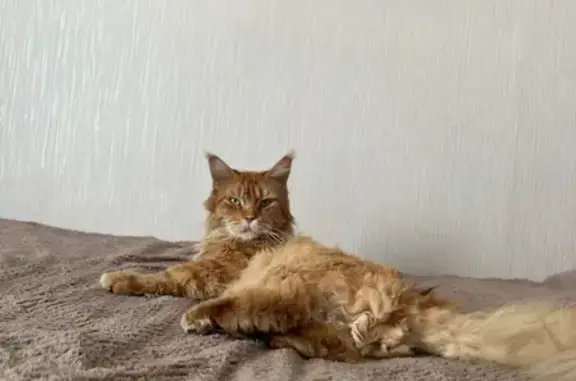 Пропал кот, улица Мичурина, Курган - рыжий мейн-кун с жёлтыми глазами - photo