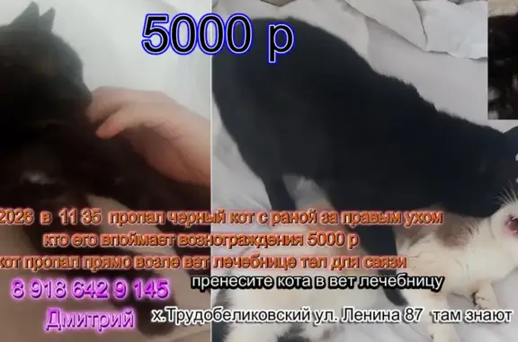 Пропал кот, Садовая улица, Трудобеликовский - чёрный с раной за правым ухом - photo