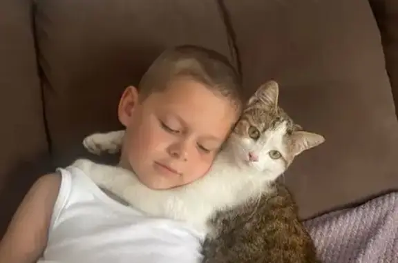 Пропал кот, Октябрьская улица, 63Б, Троицк - бело-рыжий с шикарным хвостом - photo