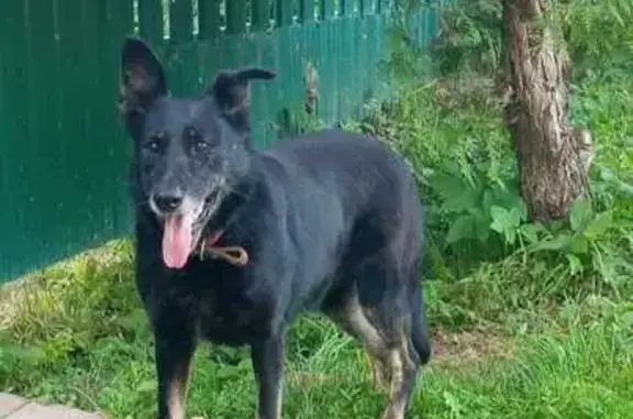 Пропала собака, Говядово, Говядово - чёрная с красным ошейником - photo