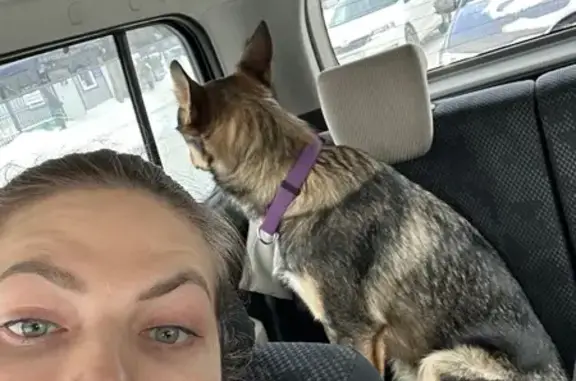 Найденные животные Уфа, фото: Найден собака, улица Рихарда Зорге, 8, Уфа - кобель с татуировкой