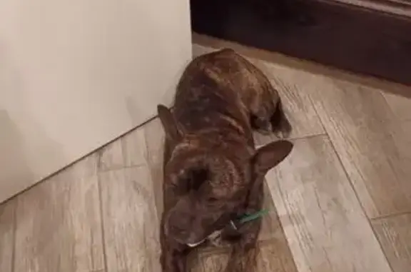 Найдена собака, Краснодар, фото: Найден собака, проспект Константина Образцова, 6 к1, Краснодар - коньячный рябой с зеленым ошейником