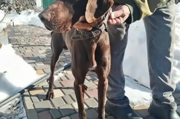 Найдена собака, Черюмкин, фото: Найден собака, М4 «Дон» — Ольгинская — Верхнеподпольный — 60К-4.1, Верхнеподпольный, Черюмин - коричневый курцхаар