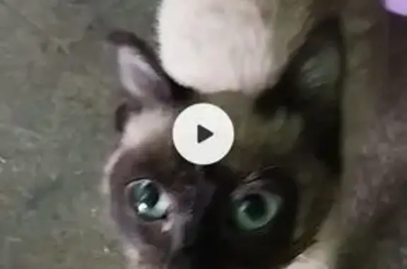 Найдена кошка, Щёлково, фото: Найдена кошка, улица Зубеева, 9, Щёлково