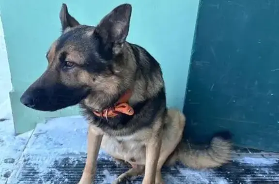 Найдена собака, Оренбург, фото: Найден собака, мужской, Салмышская улица, 46/2, Оренбург