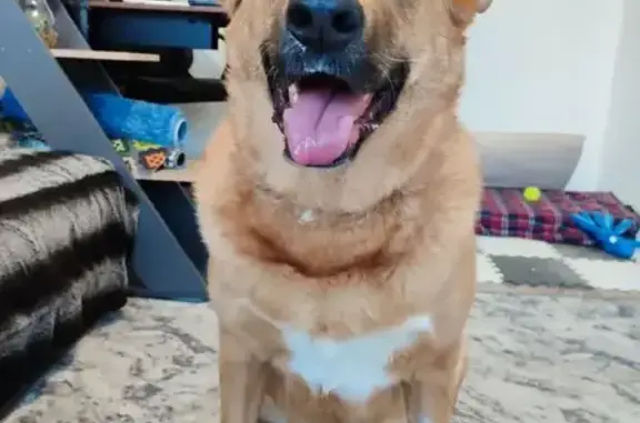 Найдена собака, Екатеринбург, фото: Найдена собака, девочка, Стахановская улица, Екатеринбург