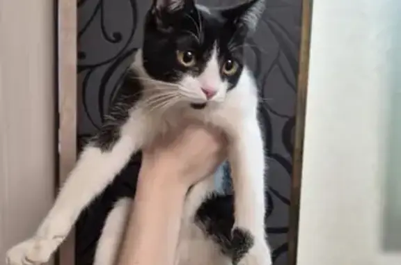 Найдена кошка, Астрахань, фото: Найден кот, улица Космонавтов, Астрахань - черно-белый, очень ласковый