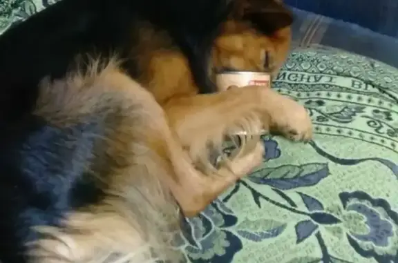 Пропал собака, мужской, Екатеринбург, Свердловская область - зовут Рич - photo