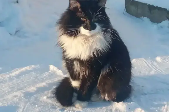 Пропал кот, Бегуницкое сельское поселение, Ленинградская область - пушистый с черным пятном на носу - photo