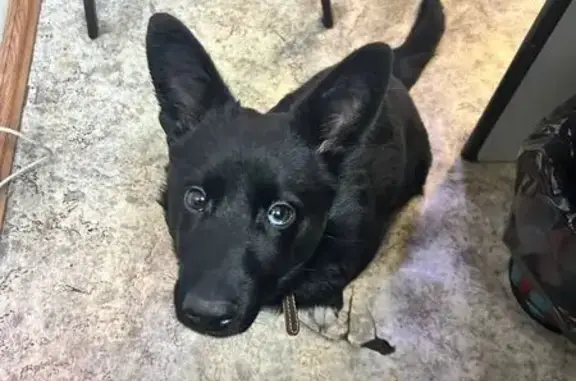 Найдена собака, Нижний Тагил, фото: Найдена собака, кобель, улица Красных Зорь, Нижний Тагил