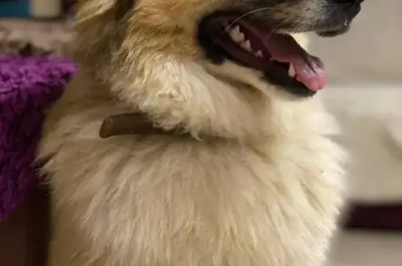 Пропала собака, Северная улица, 6, Заокский - бело-рыжий окрас, откликается на Луна - photo