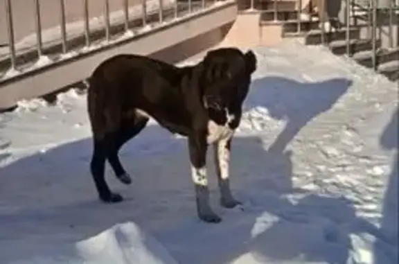 Найденные животные Саратов, фото: Найдена собака, Лунная улица, 30А, Саратов - черно-белый окрас