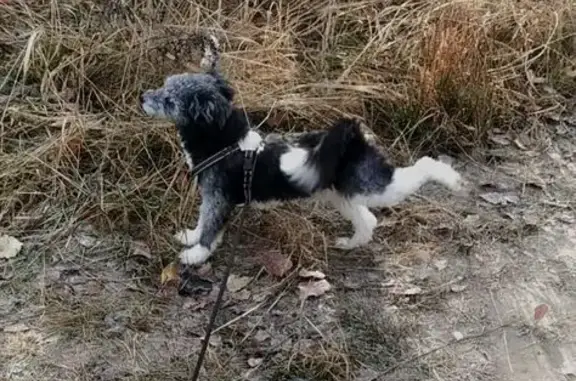 Пропала собака, Загородная улица, 6, Железногорск - пушистый и кучерявый - photo